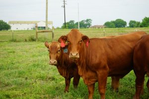 Texas A&M University Beefmaster heifers