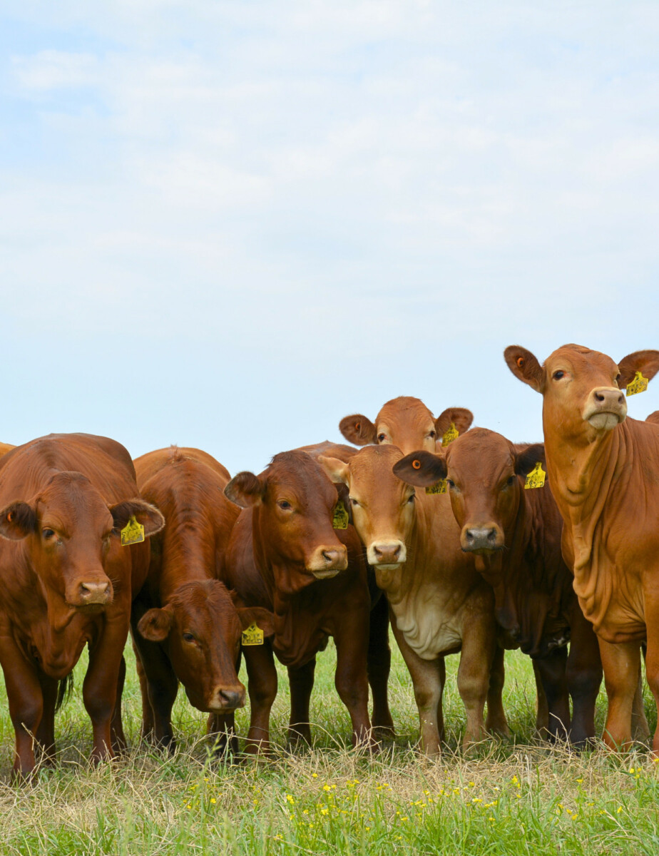 Home - Beefmaster Breeders United